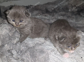 Munchkin cross Ragdoll Kittens