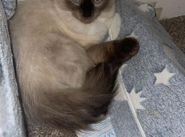 Two female kittens