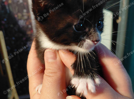 3 kittens ready in 4weeks