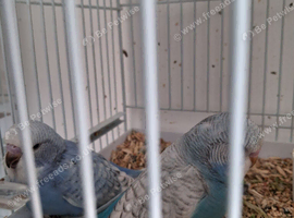 Budgie