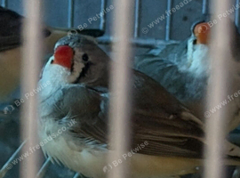 Female zebra finches b66