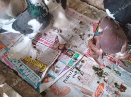 TUBLERS FOR SALE..