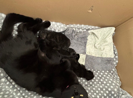 Beautiful Kittens for sale