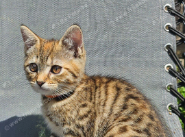 Kittens x British blue shorthairs crossed
