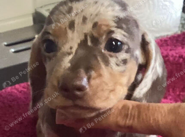 Miniture Dachshund Boy