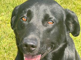 Labrador Black KC Reg 3yrs
