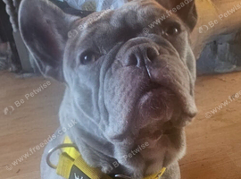 Needs a five star home asap