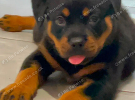 Stunning female pup ready now