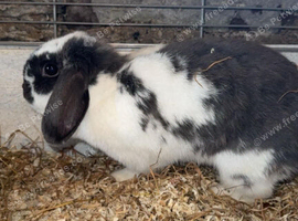 Female mini lop