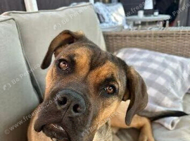 Mastiff cross