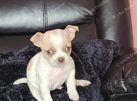 Chihuahua