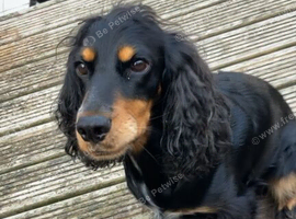 Affectionate 5-Year-Old active Female Spaniel Looking for a Loving Home