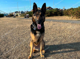Beautiful German Shepherd
