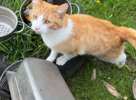 Gorgeous ginger and white boy