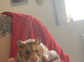 Friendly and hamster
