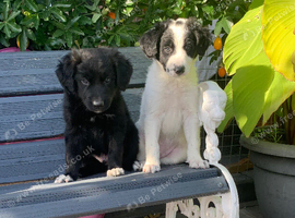 Amazing Border Collie X Lurcher Puppies