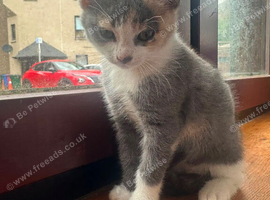 Kittens