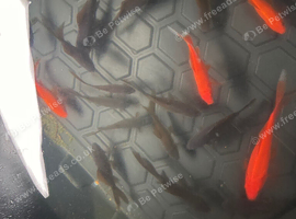 Goldfish approx 10cm