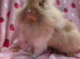 Stunning Ginger lion head boy 11 weeks very tame