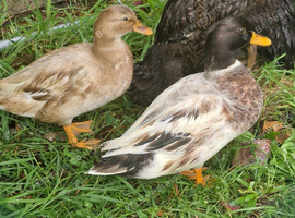 Pair of call ducks