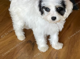 F1 cavapoos
