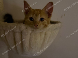 Female ginger kitten