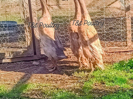 Quartet Blue Dusky Indian Runner Ducks