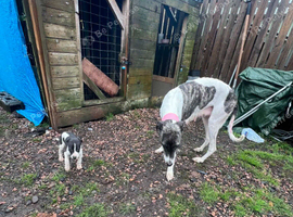 7 greyhound whippet suliki bull