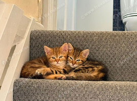 Lilac x Tabby Kittens Bengal Style Fluffy Bonded Pair