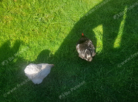 Chickens for sale
