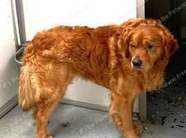 Golden Retriever at stud. KC registered