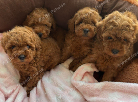Tiny Toy poodles