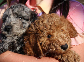 Health tested f1b cockapoo ready now