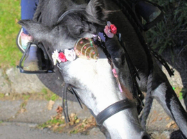 11.2hh 4yr old lead rein pony/happy hacker