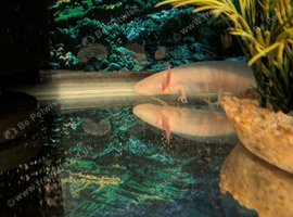 Full set up 2 axolotls and tank