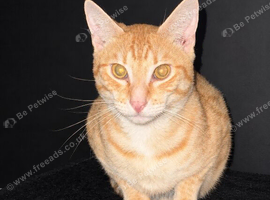 Ginger Savannah