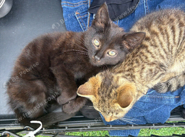 Two beautiful kittens for sale