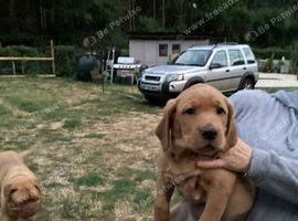 Fox red puppies. READY NOW