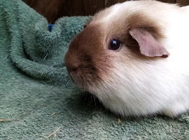 Lovely boy looking for new home