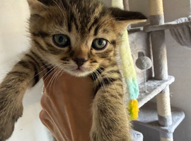 READY NOW!! British short hair x Scottish Fold kittens