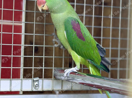 Alexenderian parrot