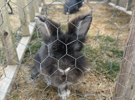 Mini lion lop