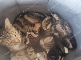 4 kitten