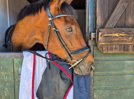 15.3hh 8 year old Bay Gelding