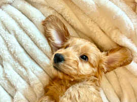 12 month old Cockapoo