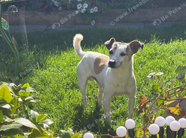 Male jack Russel