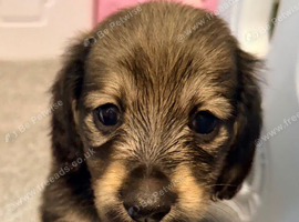 Tiny tiny beautiful miniature dachshunds puppies