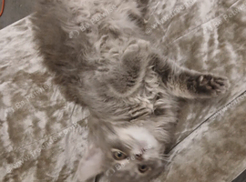 Mainecoon cross girl