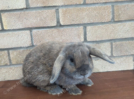 Male Bunny