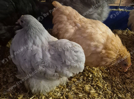 4 pekin bantam pullets 10 weeks old
